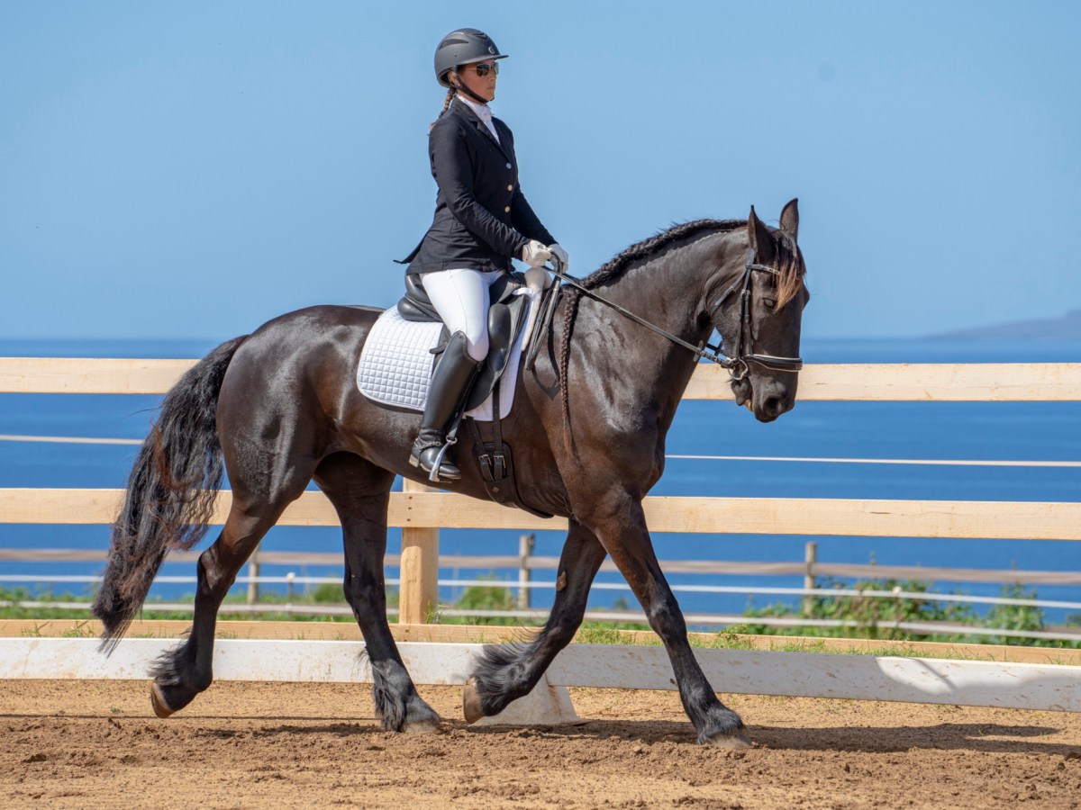 Dressage Anywhere- Virtual Horse&nbsp;Show