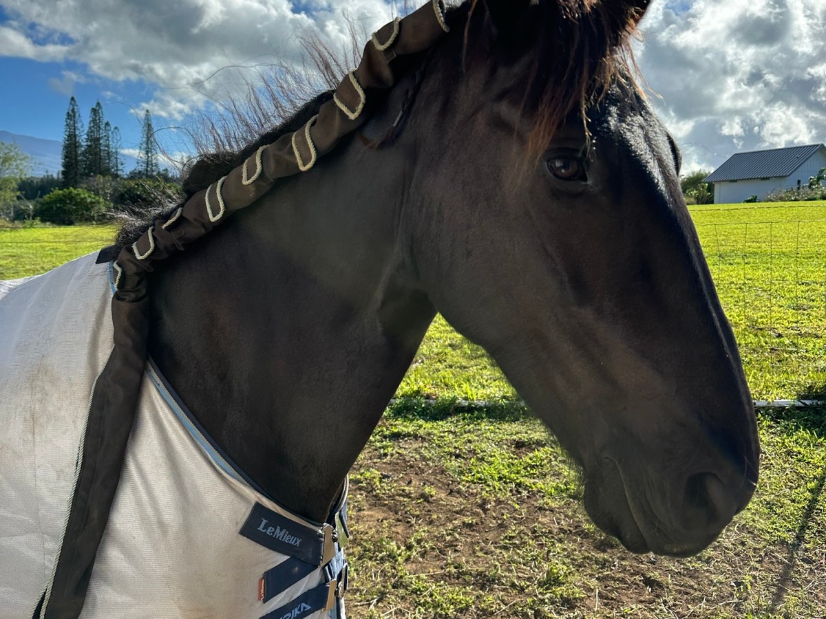 Protecting the beautifully long Friesian&nbsp;Mane